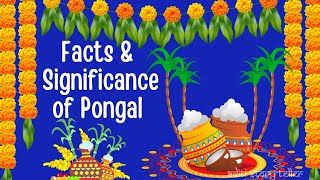 Facts about Pongal Festival  Significance of Pongal festival  Why do we celebrate Pongal festival [upl. by Eden841]