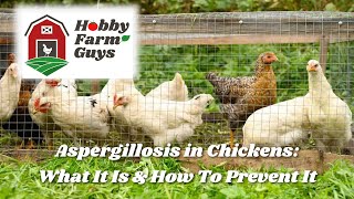 Aspergillosis What It Is amp How To Prevent It In Your Chickens [upl. by Ettennor485]