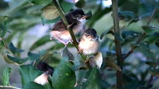 Forest Fledgling A Baby Sparrows Tale of Survival  The Forest Home of a Baby Sparrow [upl. by Ayana639]