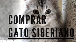 🐱 COMPRAR UN GATO SIBERIANO 🐱 ¿Cuanto cuesta y dónde encontrarlo [upl. by Ellyn348]