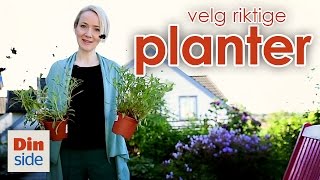 Velg riktige planter og blomster for hagen din  Dinsides Hagetips [upl. by Weissberg]