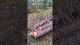 Pulling logs with 230 Timberjack detroitdiesel skidder [upl. by Gunn946]