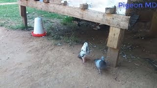 Male Pigeon Cooing female pigeon Male singing dancing and following female pigeon [upl. by Docia789]