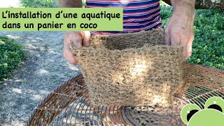 Linstallation dune plante aquatique dans un bassin avec un panier en coco [upl. by Assennev]