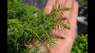 4 diurétiques naturels qui permettent déliminer complètement la rétention d’eau [upl. by Ardua]