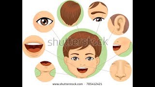 Learn Face Parts for Kids  تعلم اجزاء الوجه باللغة الفرنسية [upl. by Ahsha]