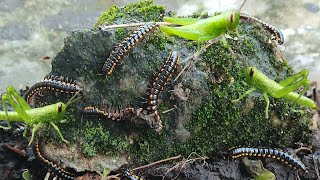 Make a simple terrarium to keep these millipedesHarpaphe Haydeniana [upl. by Burnham]