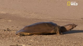 Le trionyx une tortue étonnante [upl. by Nedra216]