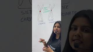 Sister vs Non sister Chromatids  Class 11 Biology  NEET chromatids sisterchromatid [upl. by Leavitt]