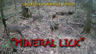 SWA Mineral Lick [upl. by Laverne]