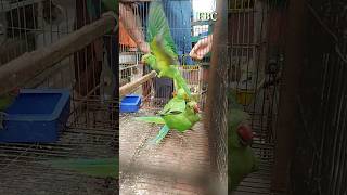 TalkingParrotPrice RingneckParrot TalkingParrotPrice Parrots short shorts foryou virals [upl. by Orrin]