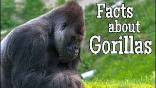 Facts about Gorillas for Kids [upl. by Alliscirp]