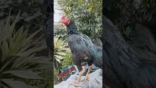 Black Rooster roostercollection ayam seramachicken chickenfarm [upl. by Paola]