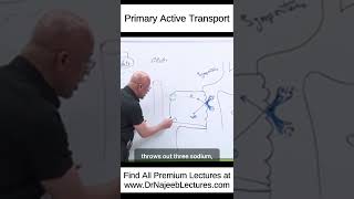 Primary Active Transport drnajeeblectures drnajeeb shortvideo medicaleducation youtubeshorts [upl. by Oznarol]