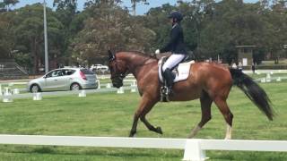 Eve amp Oscar  Novice dressage test EA 22 [upl. by Nosdrahcir]