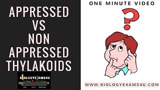 Appressed vs Nonappressed region of chloroplast [upl. by Esimehc]