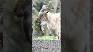 Unveiling the Mystique of Markhors [upl. by Aremmat531]