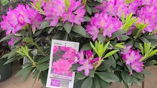 Rhododendron English Roseum  LARGE ELEGANT Tough and Easy to Grow Evergreen [upl. by Ailhad547]