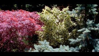 How to grow Euonymus  Gardening 101 by Dr Greenthumb [upl. by Glennon76]