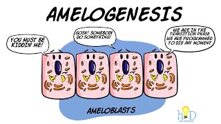 Amelogenesis  HackDentistry [upl. by Audras]