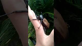 huge 5 horned rhino beetle [upl. by Aday]