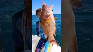 Hogfish for Dinner  SPEARFISHING [upl. by Tav794]