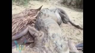 🐲 Real Dragon was found in eastern part of Tibet  Original footage ep1 [upl. by Katine]