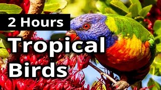 TROPICAL BIRD SOUNDS ★ Sounds of tropical birds for 2 hours ★ SLEEP SOUNDS  RELAXATION [upl. by Eilyk]