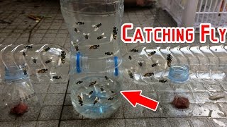 Catch Hundreds of House Flies In Days With A Homemade Trap  Creative Channel [upl. by Sotnas]