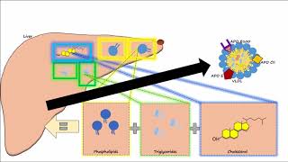 Lipid amp Lipoprotein Processing Part 2  Chylomicron Metabolism [upl. by Cobby]