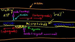 Part 3  Axonal Transport [upl. by Susi]