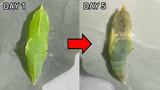 What Happens Inside a PupaChrysalis [upl. by Timothee640]