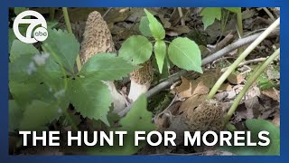 How can you find morel mushrooms in Michigan [upl. by Eendys]