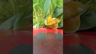 Kamranga fruit chat  Star Fruit tasty Chatpata  Easy to make at Home starfruit recipe shorts [upl. by Jannelle859]