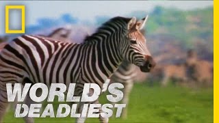 Zebra vs Zebra  Worlds Deadliest [upl. by Garibold]