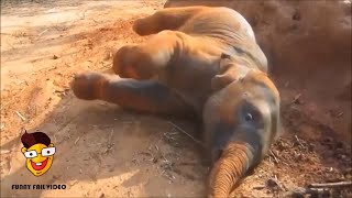 Die lustigsten Baby Elefanten Videos 🐘 lustige Elefanten Videos [upl. by Gaylor]