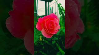 Sweetheart  Rose Flower 🌹 💫 💖 naturevideography roseflower oldsongs reels shorts [upl. by Ynnaffit49]