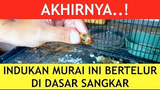 Akhirnya Indukan Murai Batu Ini Bertelur di Dasar Sangkar Kecil [upl. by Jankey]