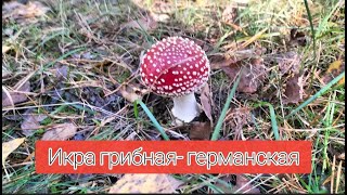 Простецкая грибная икра из разных грибов [upl. by Allx]