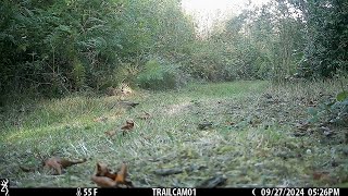 Top Wildlife Moments on our Western Washington South Low Part 2 Trailcam September 2024 [upl. by Norval]