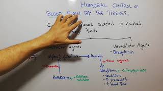 CVS physiology 111 Bradykinin kallikrein kinin and kallidin system vasodilator agents [upl. by Wat]