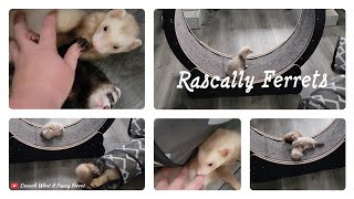 Rascally Ferrets [upl. by Aneema]