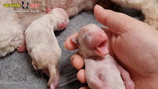 The birth cry of a baby newborn puppy  Animal Vet clinic [upl. by Nawiat]