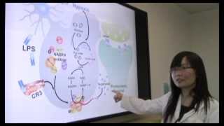 LongTerm Synaptic Depression Triggered by Microglia [upl. by Lenard482]