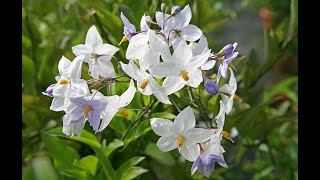 TOUT SAVOIR SUR LES SOLANACÉES ET LA MORELLE FAUX JASMIN [upl. by Omsoc]