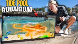 Making a TIDE POOL AQUARIUM With SEA CREATURES Found In Beach Rocks [upl. by Epillihp]