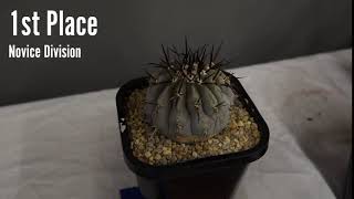 Cactus Identification Copiapoa  Copiapoa cinerea [upl. by Eniamreg]