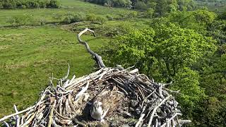 Bywyd Gwyllt Glaslyn Wildlife  Ffrwd Byw  Live Stream [upl. by Attelrac]