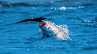 Un poisson gobe un oiseau en plein vol  ZAPPING SAUVAGE [upl. by Eudo]