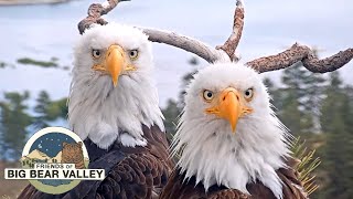 Big Bear Bald Eagle Live Nest  Cam 1 [upl. by Elatsyrk]